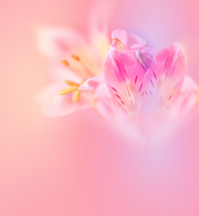 Обои Huawei, Huawei Nova, Huawei Nova 3, huawei nova 3e акции, huawei nova 3e в разрешении 2160x2340