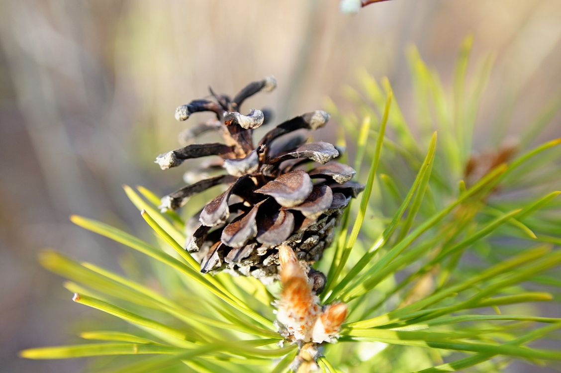 Обои лиственница, хвойные конуса, растение, сосна, семейства сосновых в разрешении 2288x1520