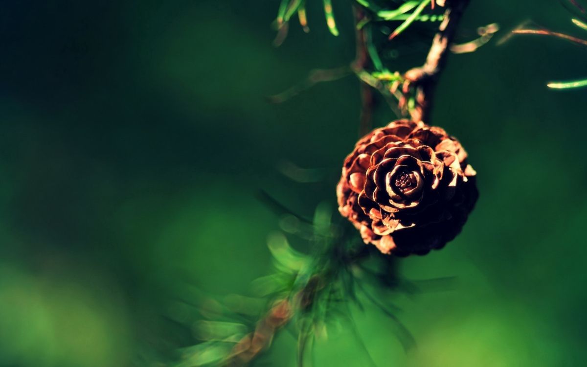 Обои крупный план, прут, стебель растения, цветок, растение в разрешении 1920x1200