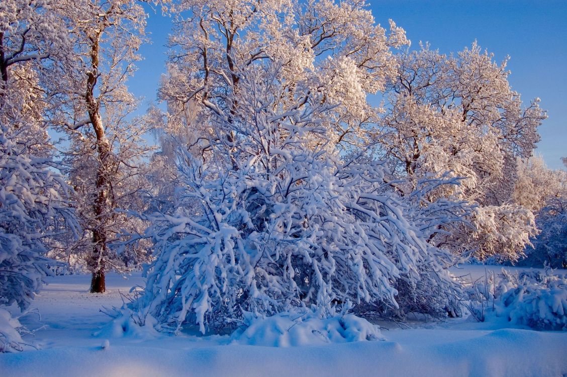 Обои зима, снег, мороз, дерево, природа в разрешении 2008x1335