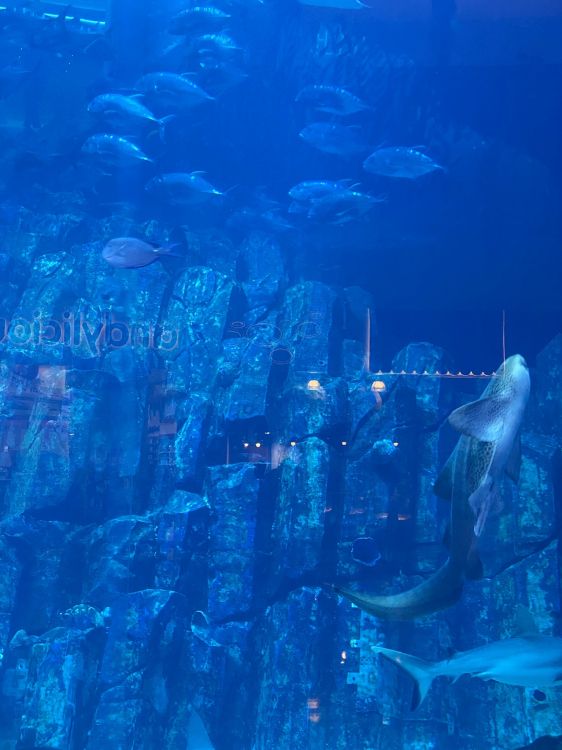 Обои вода, морская биология, синий, жидкость, подземные воды в разрешении 1536x2048