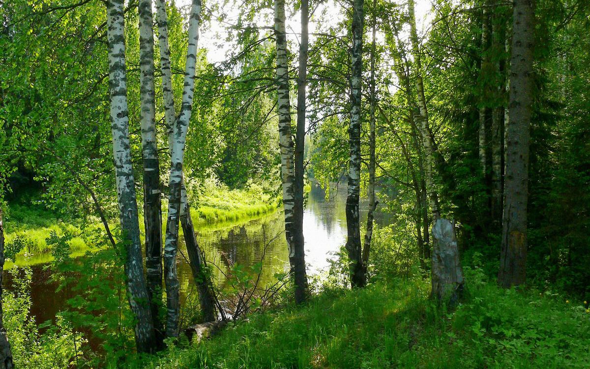 Обои береза, природа, дерево, лес, природный заповедник в разрешении 2560x1600