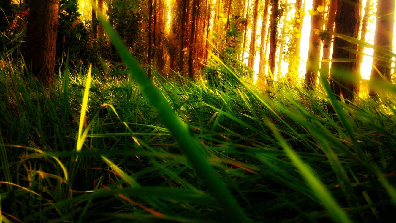 Обои растительность, джунгли, солнечный свет, трава, лесистая местность в разрешении 3000x1686