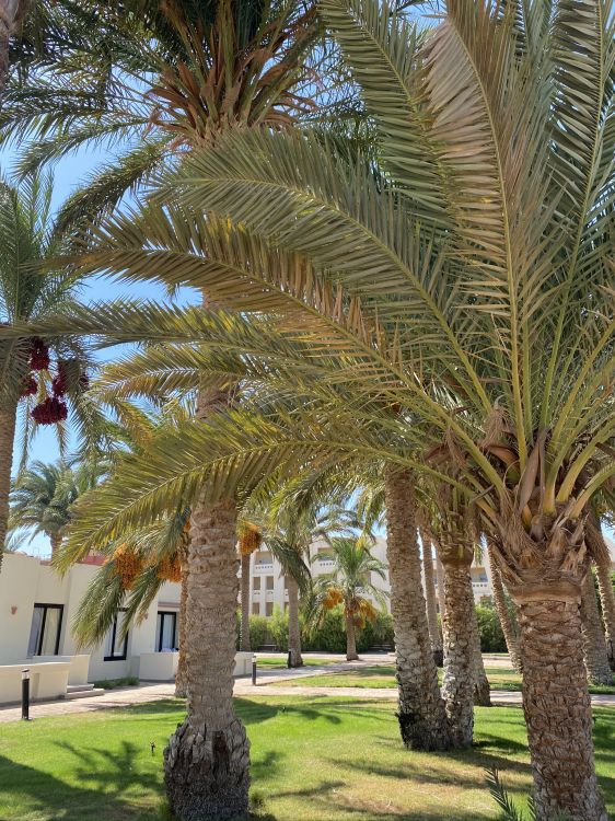 Обои Масло пальмы, Бабассу, дерево, древесные растения, наземное растение в разрешении 1536x2048