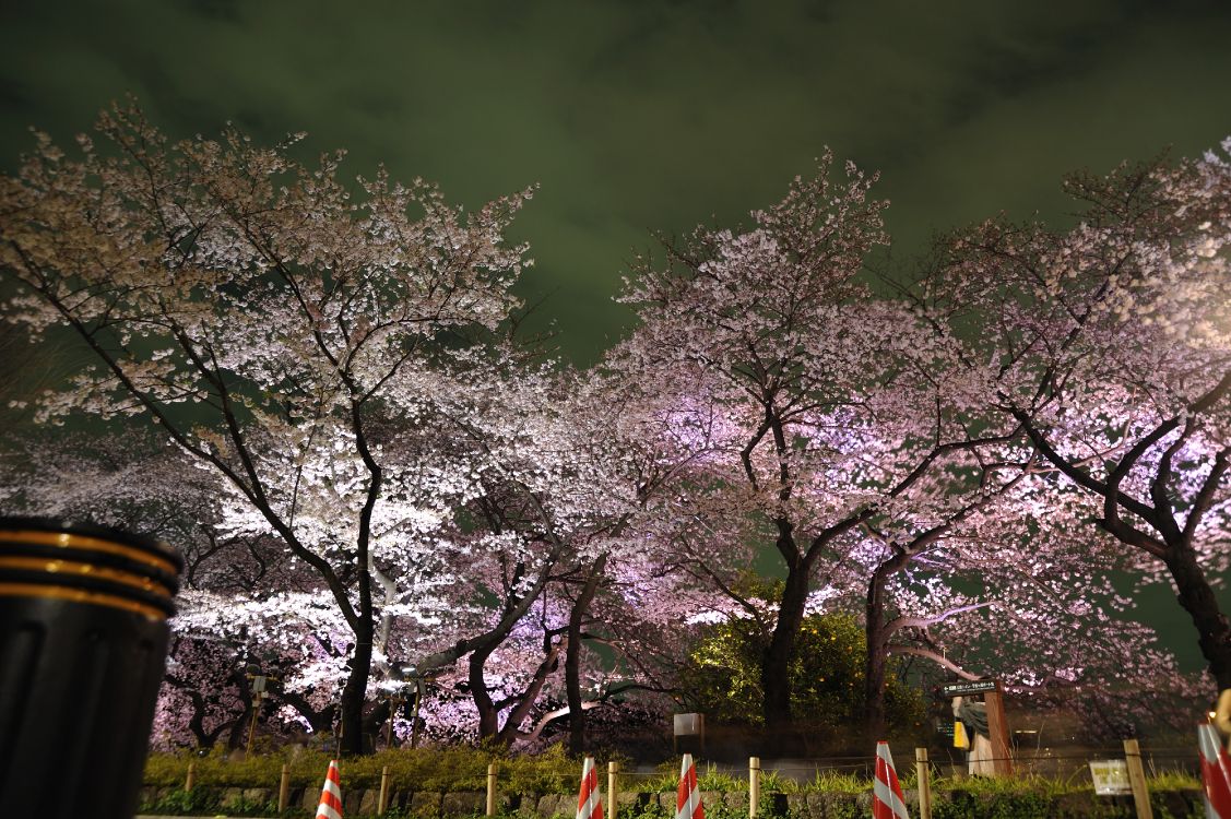 Обои Токио, цветение вишни, цветок, дерево, весна в разрешении 4256x2832