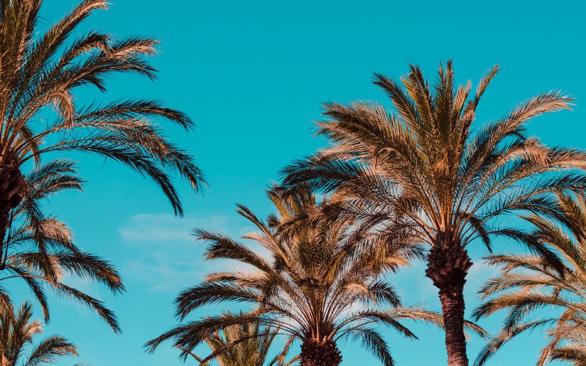 Обои пальмовые рощи, дерево, Пальма, финиковая пальма, растительность в разрешении 3840x2400