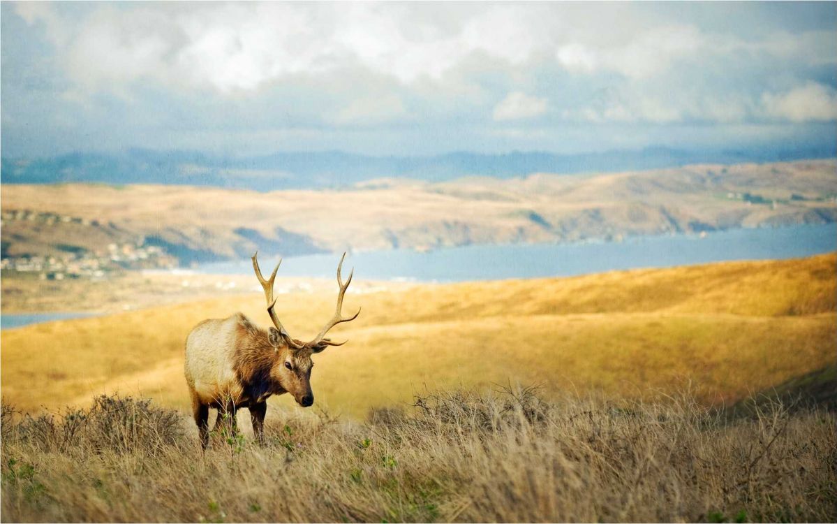 Обои сенокосное угодье, лось, живая природа, дикая местность, олень в разрешении 1922x1202