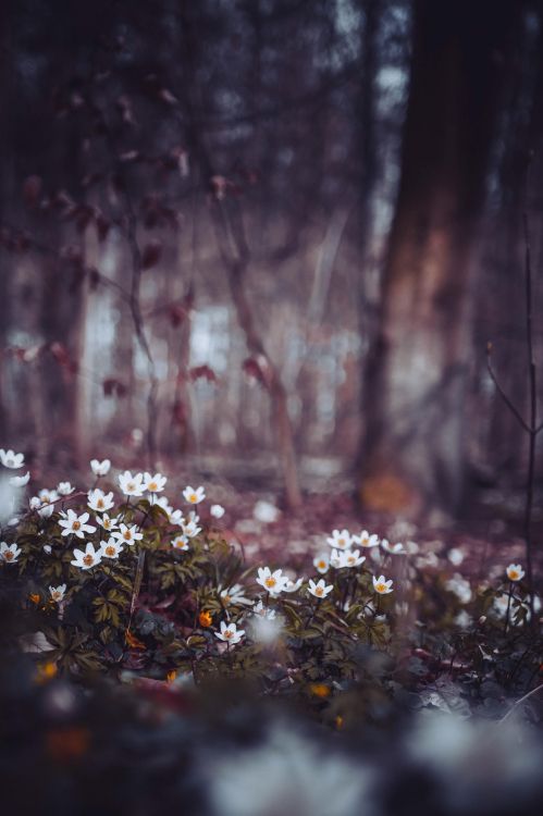 Обои но план и планы Аллаха, растение, природный ландшафт, прут, древесина в разрешении 2559x3840