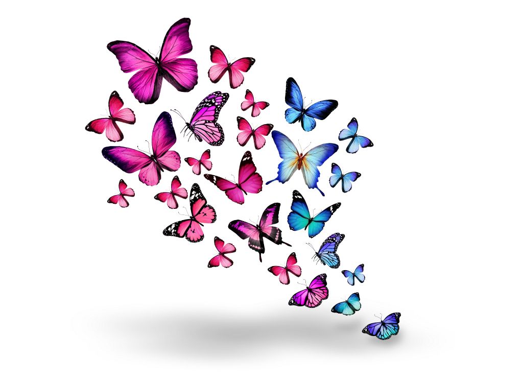 Обои бабочка, пурпур, мотыльки и бабочки, насекомое, опылитель в разрешении 5500x4026