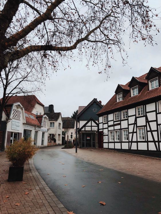 Обои дерево, наука, биология, окно, соседство в разрешении 3024x4032