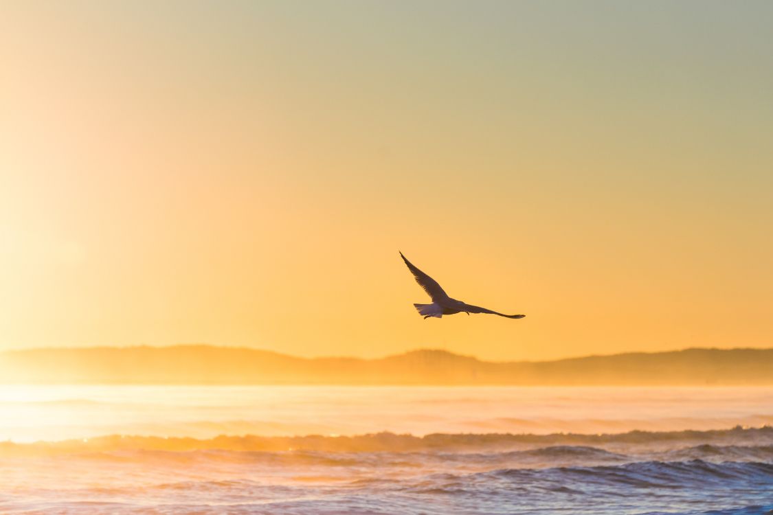 Обои птица, море, закат, океан, горизонт в разрешении 5529x3686