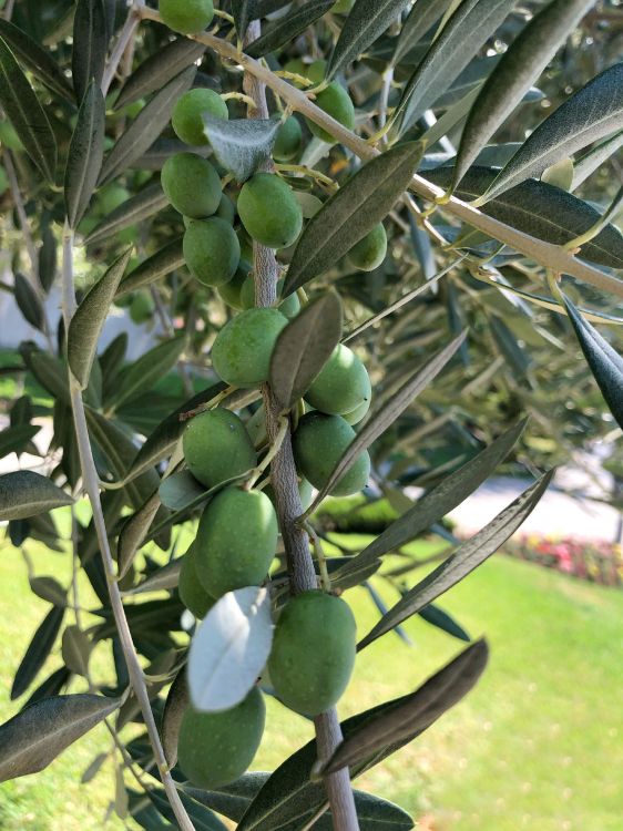 Обои оливка, фруктовое дерево, биология, наука, продукция в разрешении 3024x4032