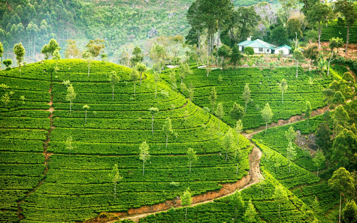 Обои нагорье, плантация, горная станция, терраса, поле в разрешении 3840x2400