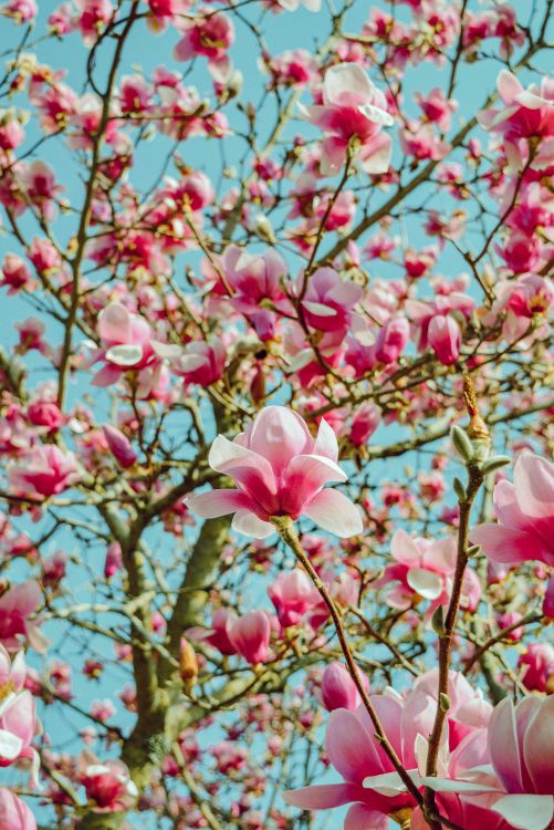 Обои цветок, лепесток, розовый, расцвет, весна в разрешении 4000x5983