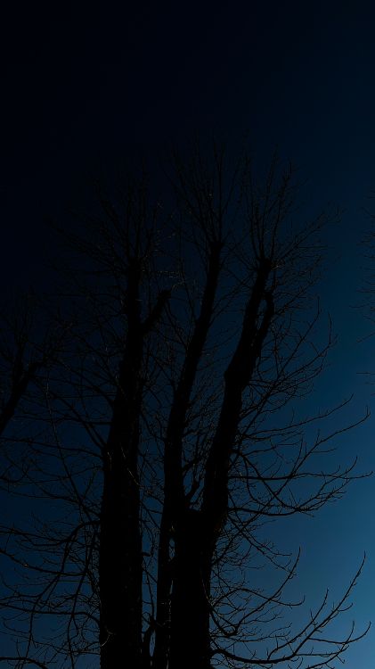 Обои дерево, атмосфера, растение, прут, природный ландшафт в разрешении 2268x4032