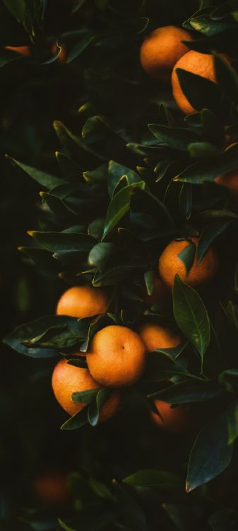 Обои Оранжевый цвет, сладкий апельсин, валенсийский апельсин, Танжело, Клементина в разрешении 1080x2400
