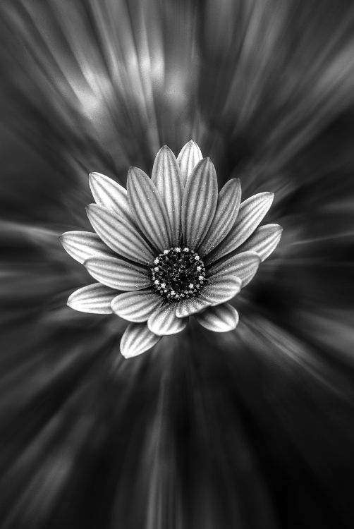 Обои лепесток, белые, черный, цветок, монохромный в разрешении 3452x5156