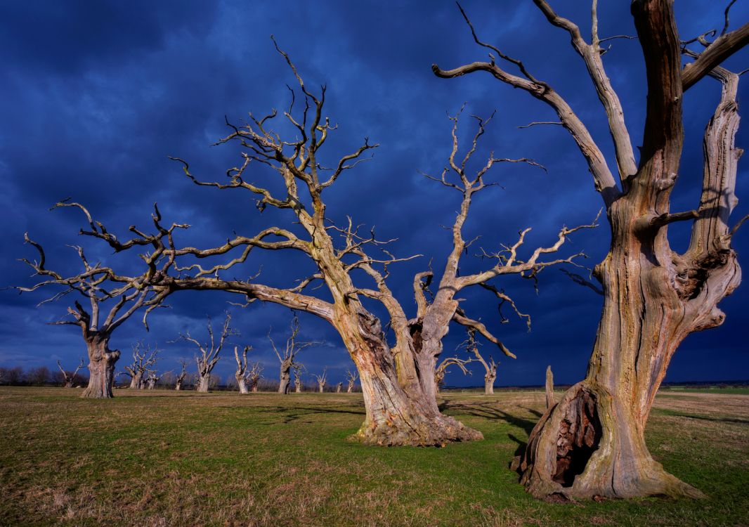 Обои дерево, ветвь, древесные растения, растение, весна в разрешении 2560x1800