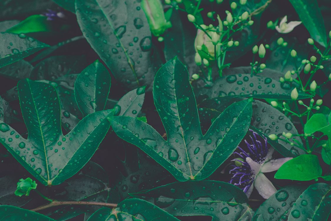 Обои лист, зеленый, растение, цветок, ботаники в разрешении 5053x3369