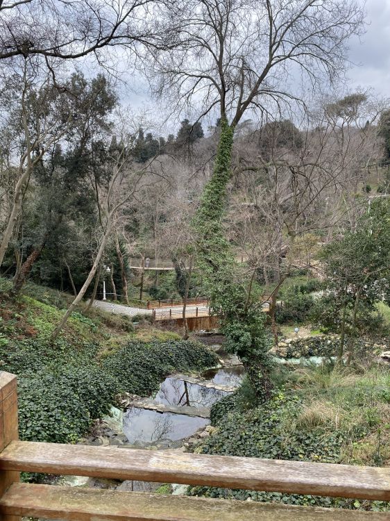 Обои дерево, растительность, растение, природный ландшафт, почвопокровная в разрешении 1536x2048