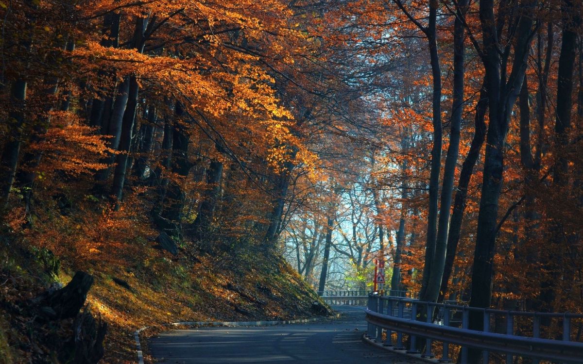 Обои осень, дерево, лист, природа, листопадные в разрешении 2560x1600