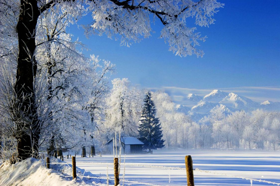 Обои снег, зима, дерево, природа, замораживание в разрешении 4000x2666