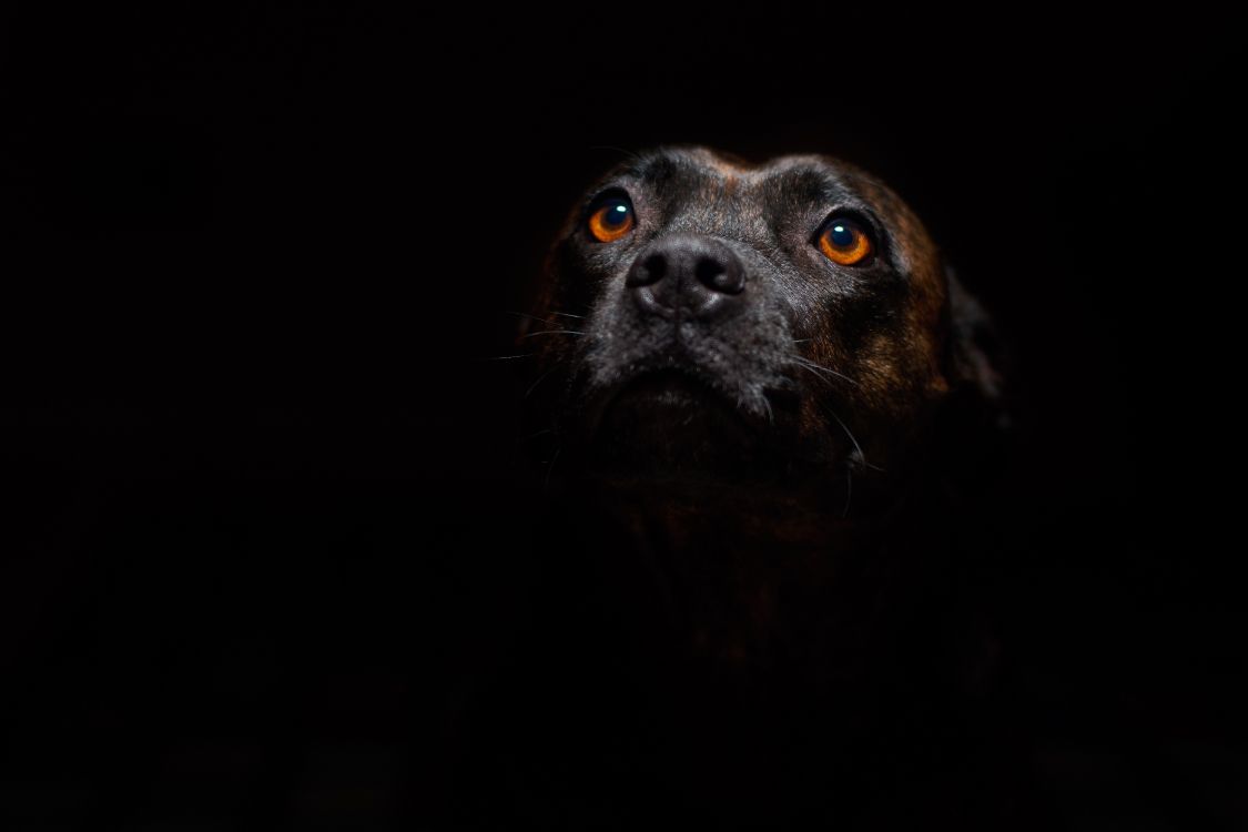Обои пес, стаффордширский бультерьер, американский питбультерьер, ротвейлер, щенок в разрешении 6000x4000