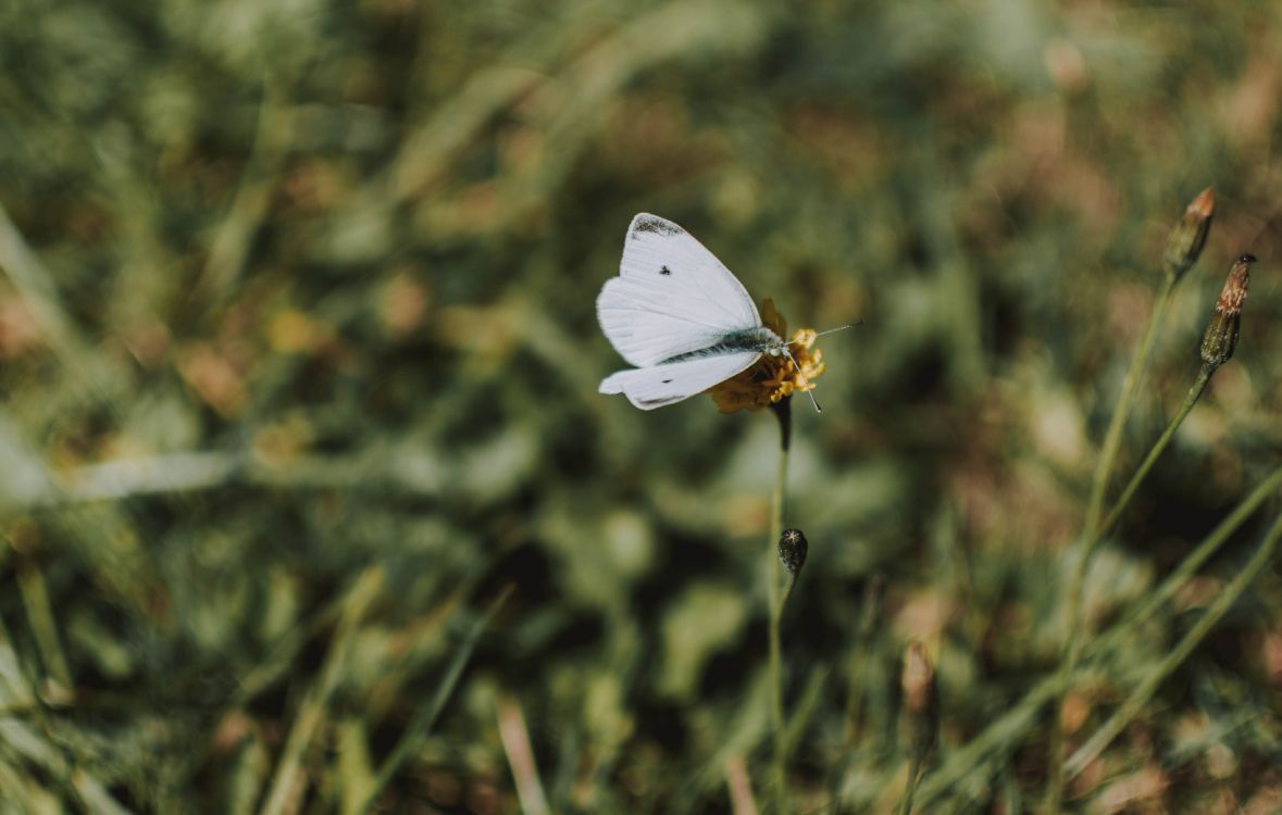 Обои к описанию colias, Дикой капусты, насекомое, lycaenid, бабочка в разрешении 4000x2543