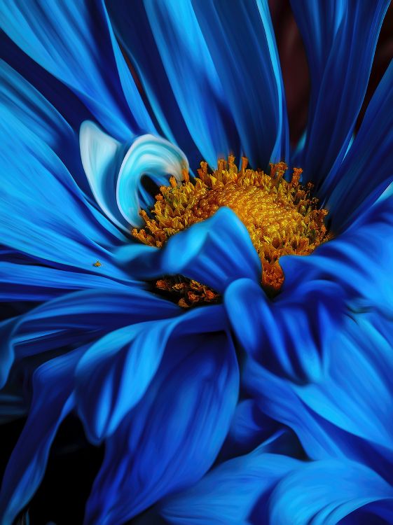 Обои Флора, цветок, растение, лепесток, синий в разрешении 3648x4877