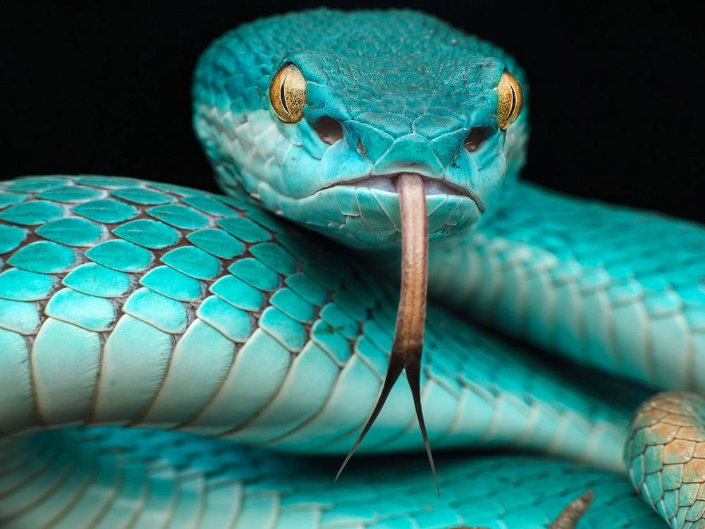 Обои Trimeresurus albolabris insularis, Trimeresurus insularis, яма гадюк, Trimeresurus flavomaculatus, ядовитая змея в разрешении 5120x3840