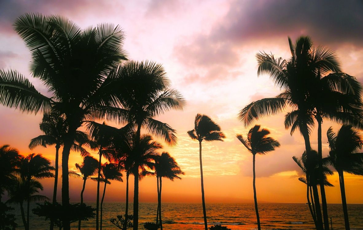 Обои пальмовые рощи, дерево, Пальма, тропическая зона, закат в разрешении 2850x1807
