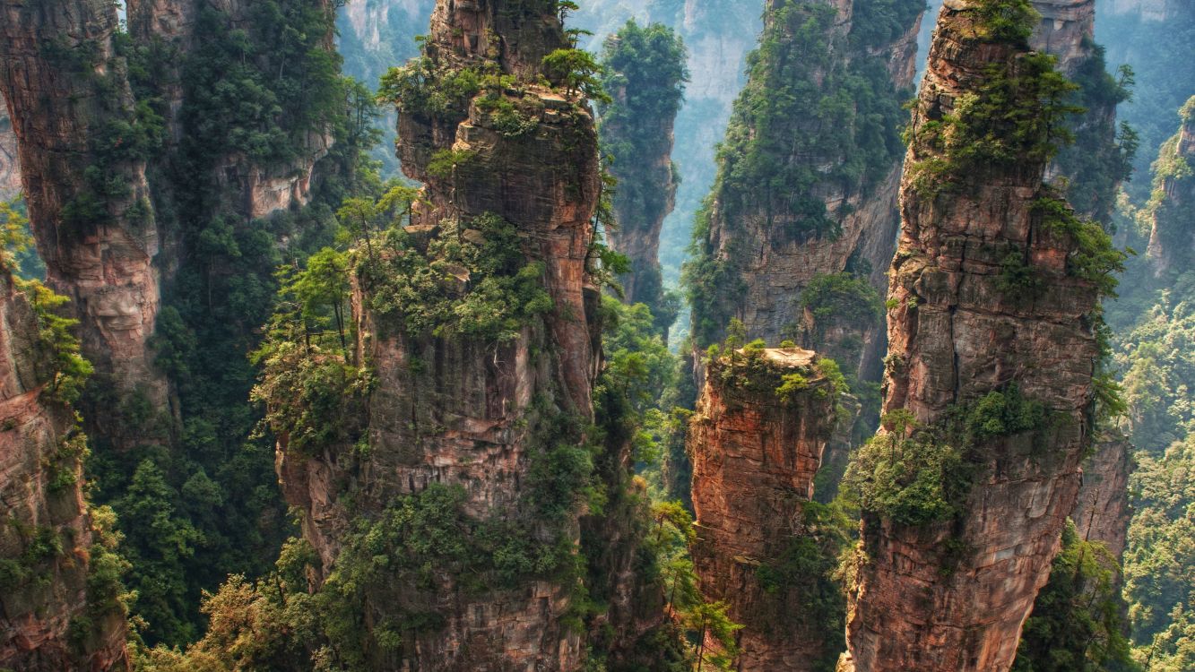 Обои Горы Тяньцзи, природа, растительность, природный заповедник, дерево в разрешении 2560x1440