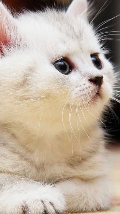 Обои кот, котенок, кошачьих, приют для животных, мы любим кошек и котят в разрешении 1080x1920