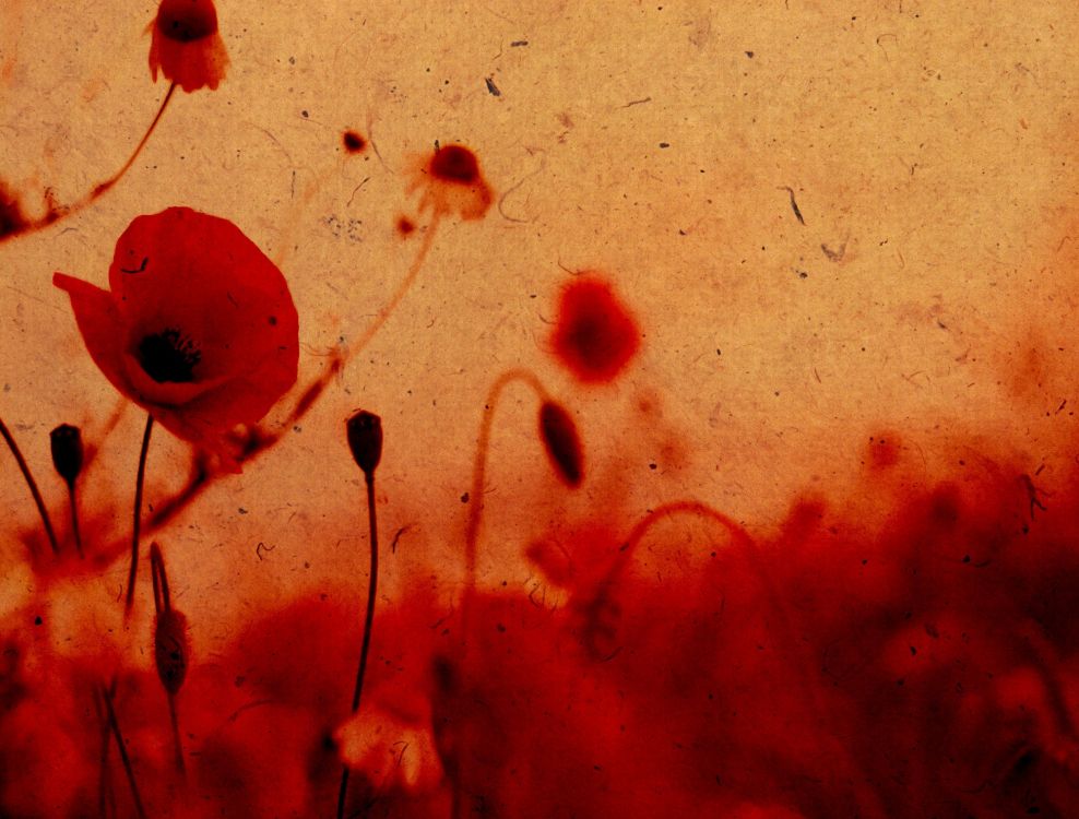 Обои маковое поле, Мак, распространенные мака, памяти Мак, красный цвет в разрешении 2940x2230