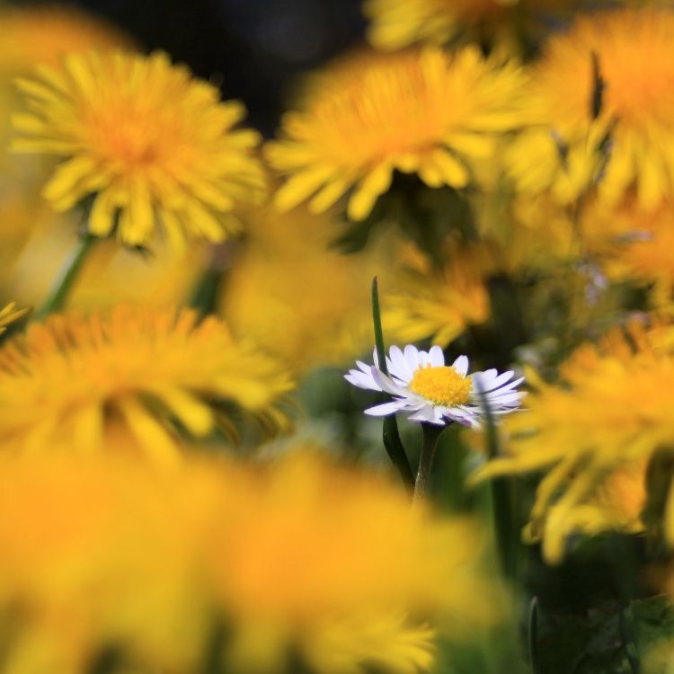 Обои цветок, желтый, Маргаритка, растение, лепесток в разрешении 2716x2716