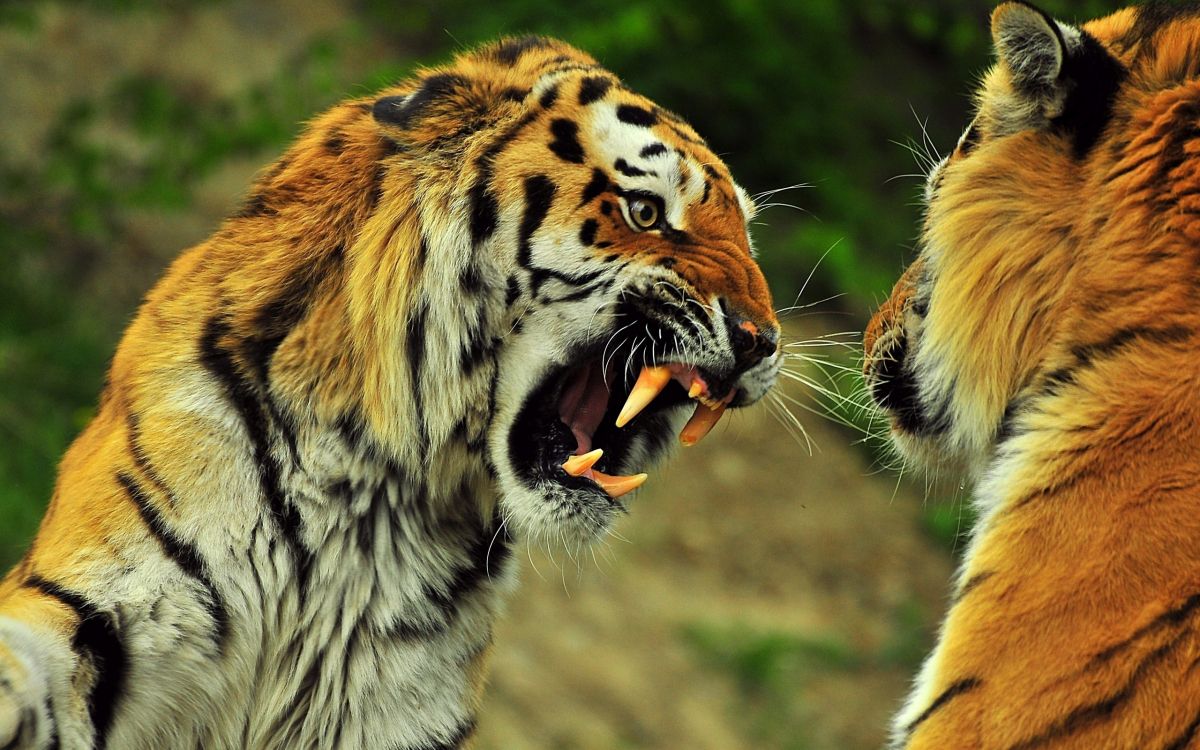 Обои тигр, живая природа, наземные животные, морда, млекопитающие в разрешении 2560x1600