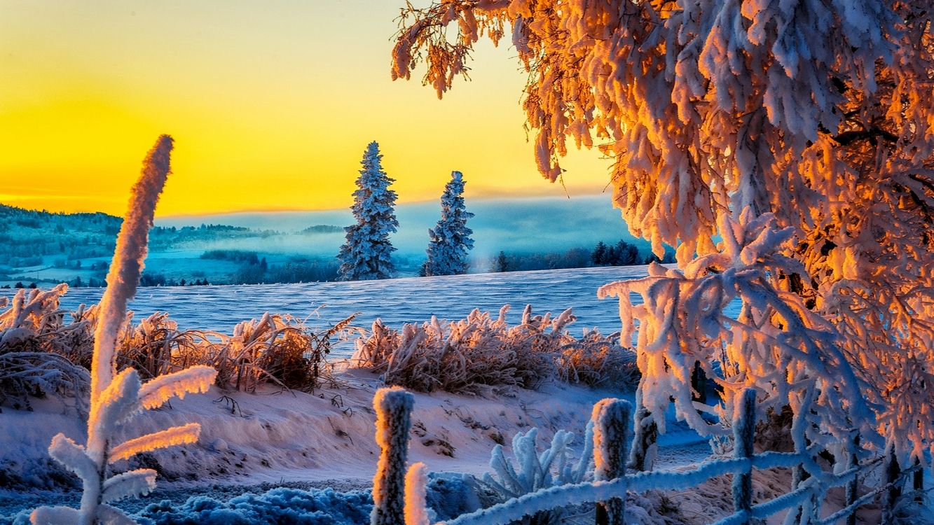 Обои природа, дерево, зима, замораживание, утро в разрешении 6400x3600