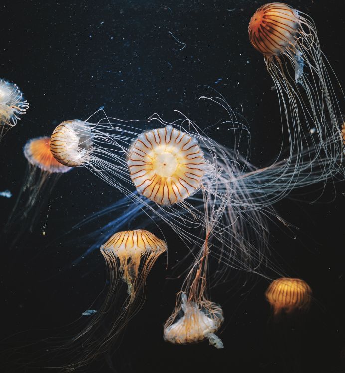 Обои Медуза, беспозвоночных, море, cnidaria, одуванчик в разрешении 2832x3068