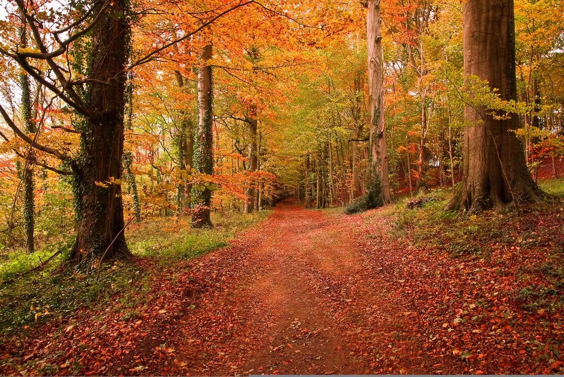 Обои природа, лес, лесистая местность, листопадные, осень в разрешении 2560x1714