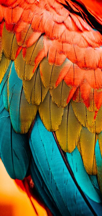 Обои Скарлет Ара, белоголовый Орлан, Ара, красный и зеленый Ара, Оранжевый цвет в разрешении 1421x3000