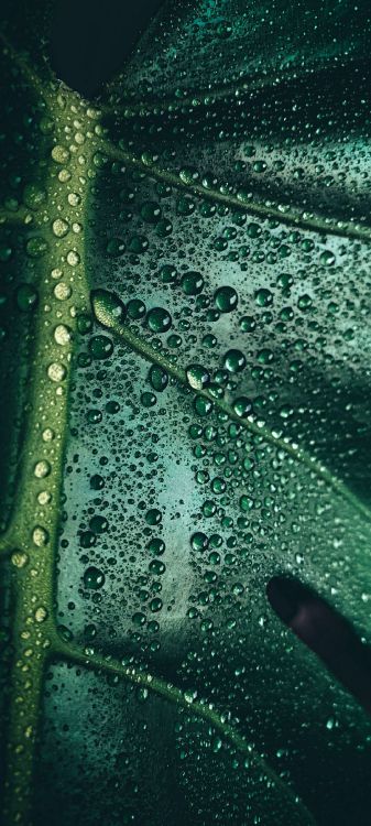 Обои подземные воды, вода, гидроресурсы, биология, наука в разрешении 1080x2400