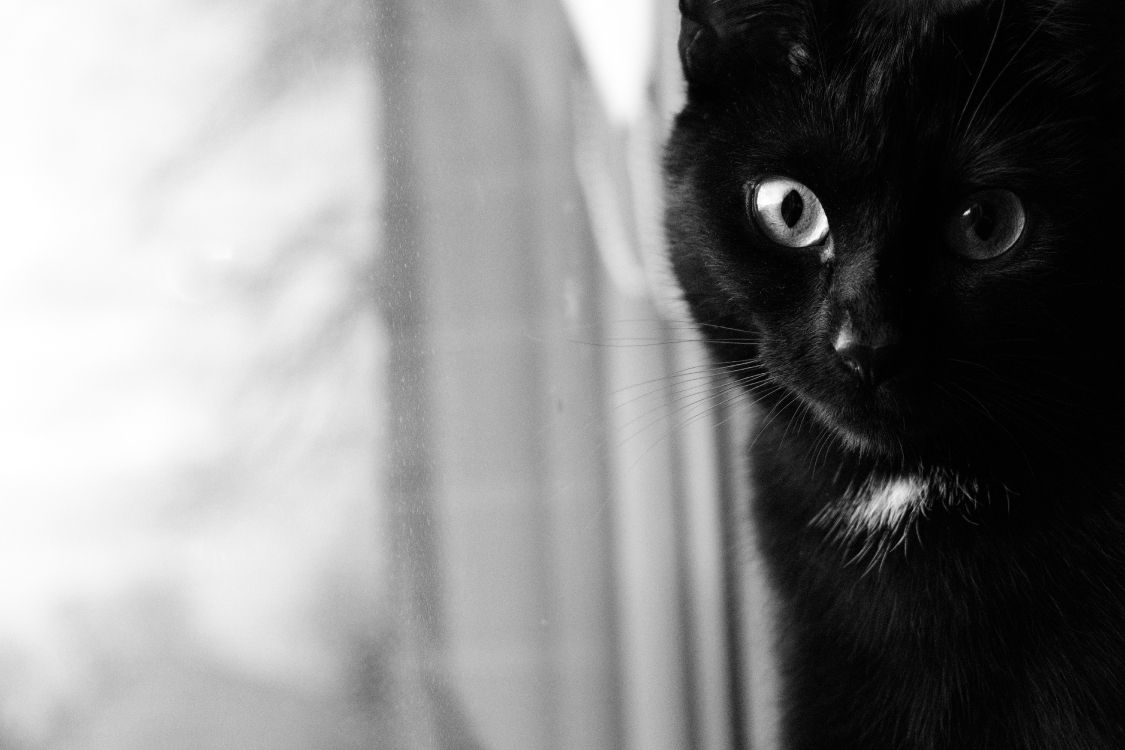 Обои кот, черная кошка, морда, кошачьих, черный в разрешении 6000x4000