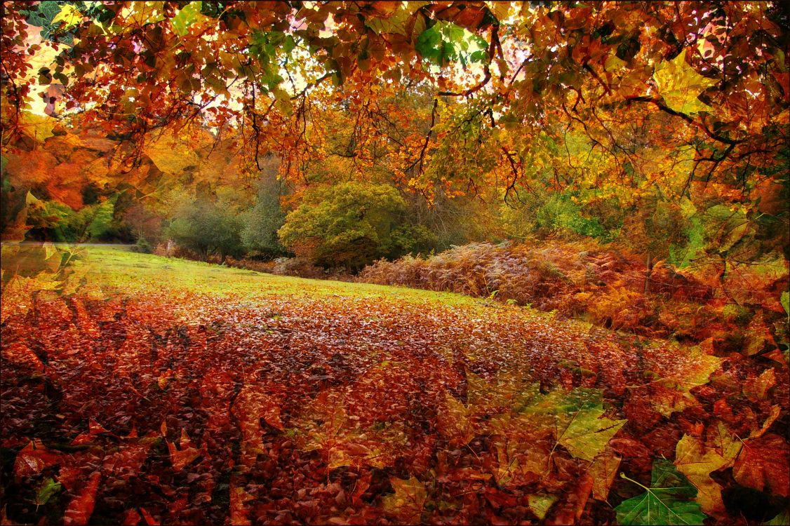 Обои Осень в Новой Англии, осень, природа, лист, листопадные в разрешении 3015x2007