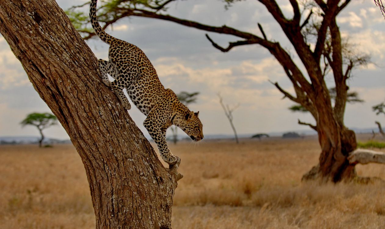 Обои национальный парк серенгети, масаи Мара, Лев, живая природа, сафари в разрешении 2894x1721