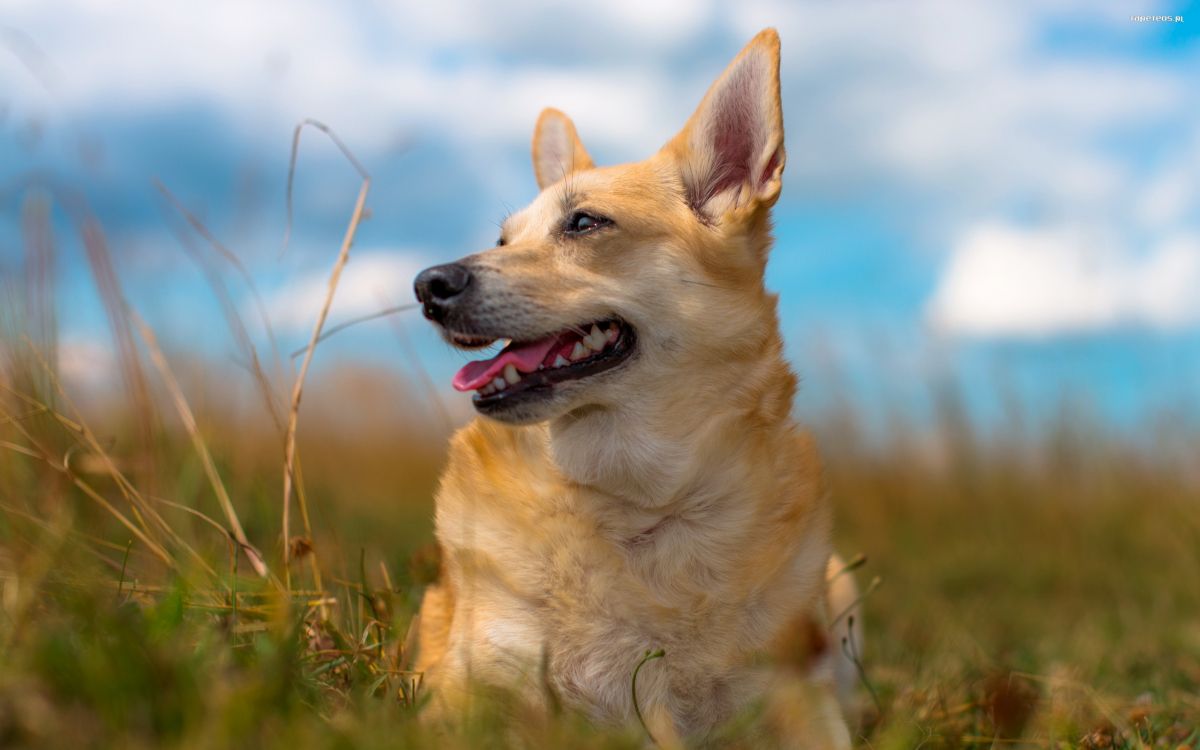 Обои пес, щенок, собака породы, норвежский бухунд, каролинская собака в разрешении 2560x1600