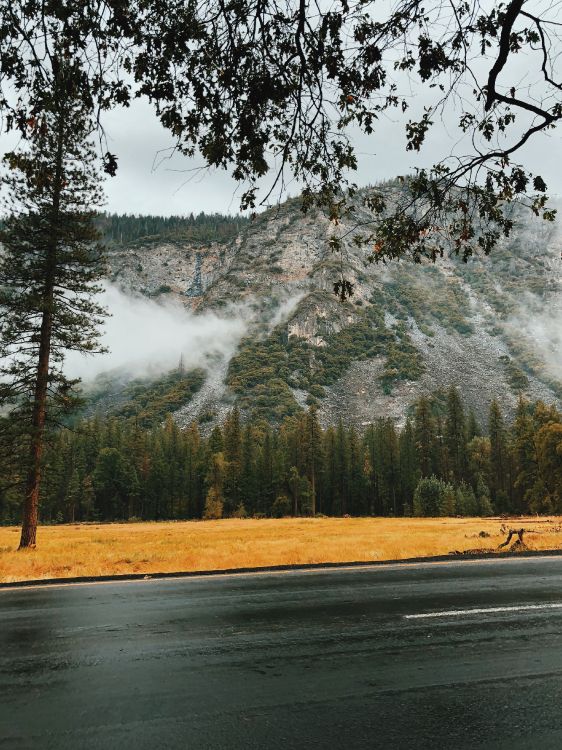 Обои вода, природный ландшафт, природа, дерево, утро в разрешении 3024x4032