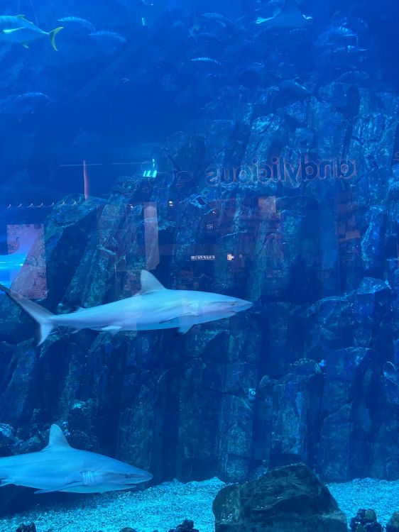 Обои морская биология, вода, жидкость, подземные воды, жидкий в разрешении 1536x2048