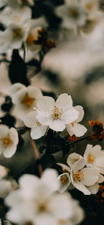 Обои цветение вишни, псалом 111, псалом 103, цветок, растение в разрешении 1080x2340