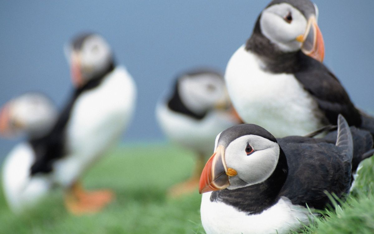 Обои тупик, птица, клюв, морская птица, ржанкообразные в разрешении 2560x1600