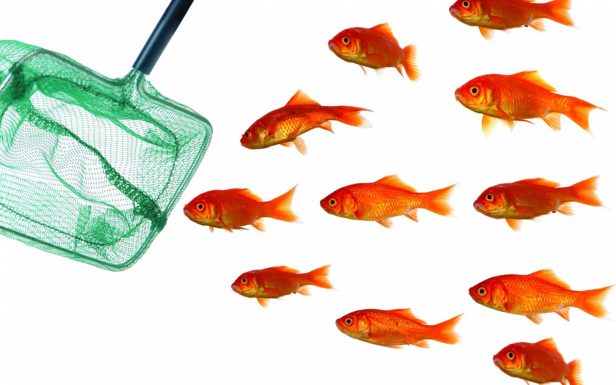 Обои Золотая рыбка, Апельсин, фидер рыб, морская биология, костистая рыба в разрешении 2880x1800